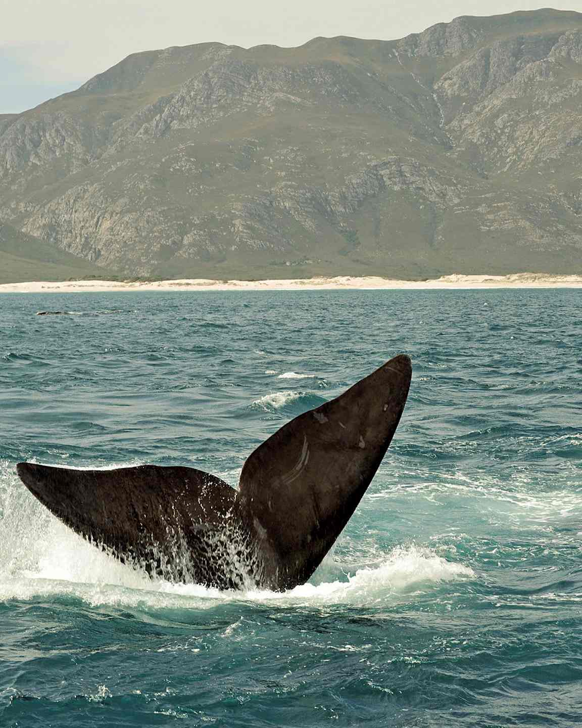 Valfenor som sticker upp ur vattnet med en bergig kustlinje i bakgrunden. (AI-genererad text)