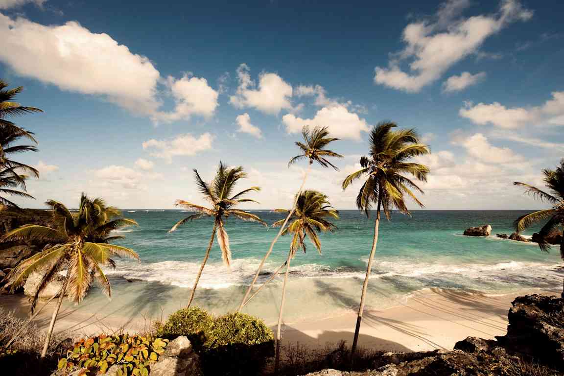 Strand med palmträd och hav i bakgrunden. (AI-genererad text)