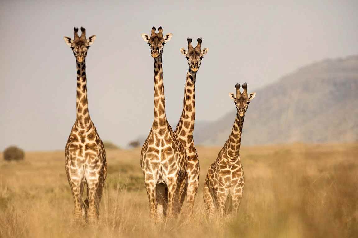 Fyra giraffer står på savannen. (AI-genererad text)