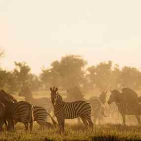 Grupp zebror på en äng vid solnedgång. (AI-genererad text)
