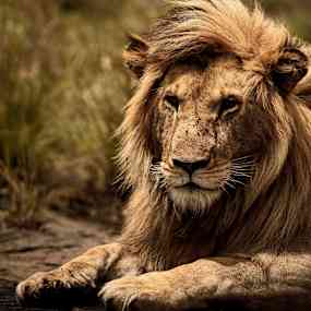 En lejonhane liggande i vegetationen. (AI-genererad text)