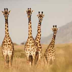 Fyra giraffer står på savannen. (AI-genererad text)