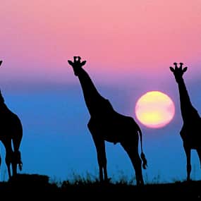 Tre giraffer i silhuett mot en färgglad himmel med solnedgång. (AI-genererad text)