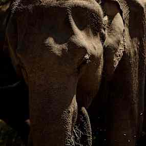 Udawalawe Elefant-safari