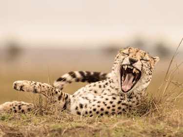 Gepard i Kenya