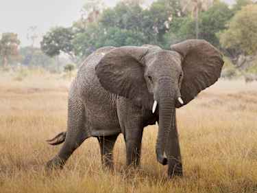 Elefant på en savann