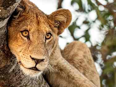 Lejon i Botswana