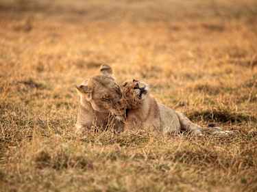 Game Drive på Chitabe lediba