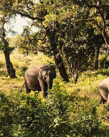 Safari i nationalparker i Sri Lanka