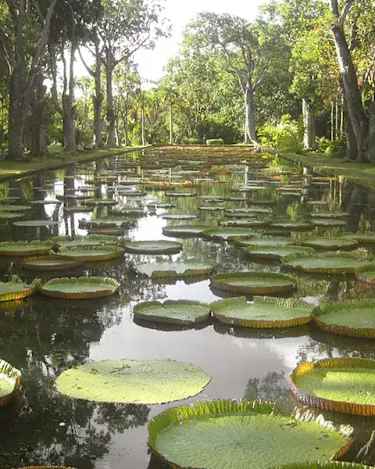 Pamplemousses botaniska trädgård med Globetrotter