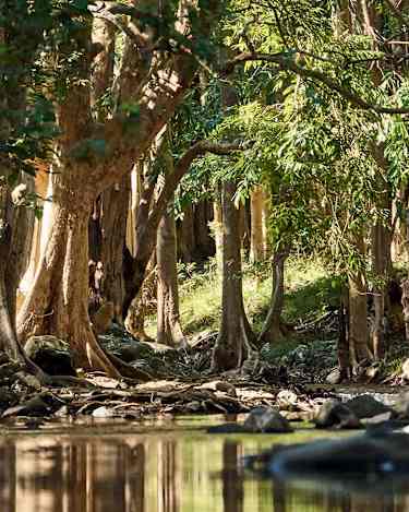 Black River Gorges National Park