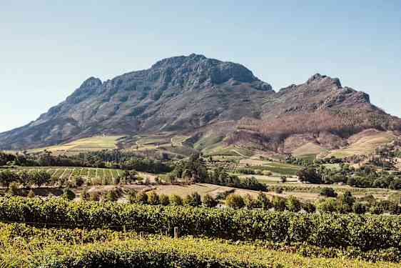 Ett landskap med vinodlingar framför ett berg. (AI-genererad text)