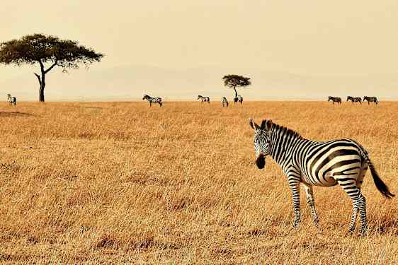 En zebra står i förgrunden på en savann med andra zebror och några träd i bakgrunden. (AI-genererad text)