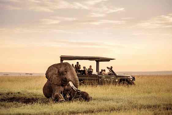 En elefant sitter i gräset nära en safaribil. (AI-genererad text)