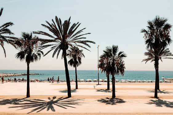 Palmträd vid en strand med solen som skiner. (AI-genererad text)
