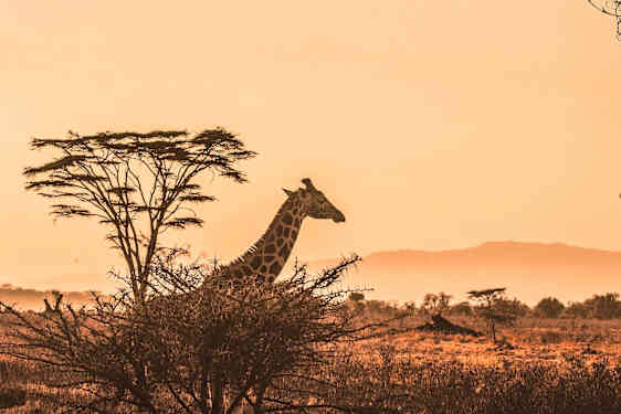 Giraff i solnedgång på en savann