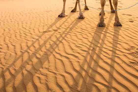 Två kameler i öknen