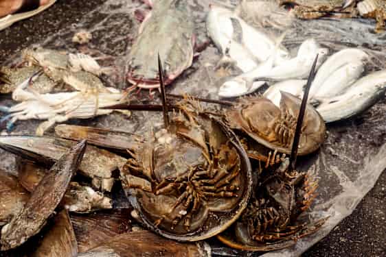 Matmarknad i George Town