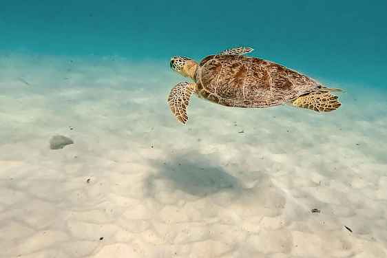 Folkestone Marine Park