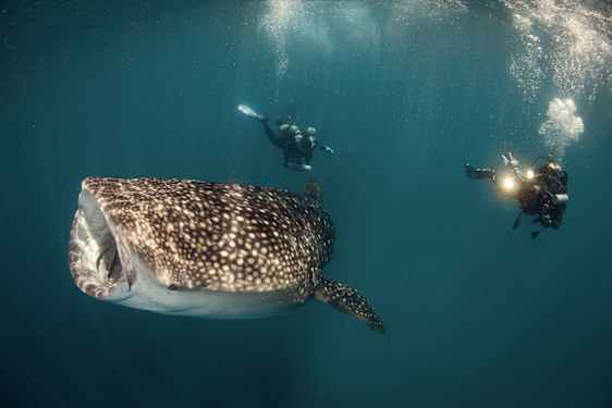 Snorkling och dykning