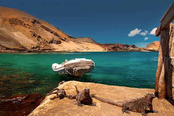 Ödlor på Galapagosöarna