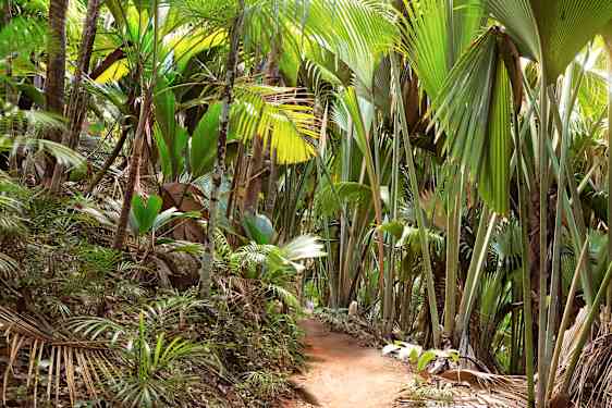 Vallée de Mai