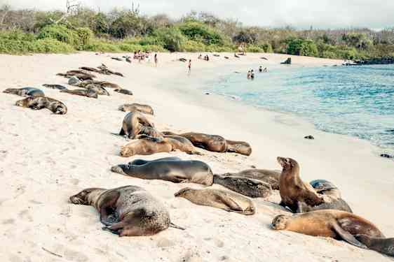 Sälar på strand i Galapagos