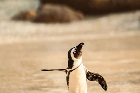 Pingvin på en strand