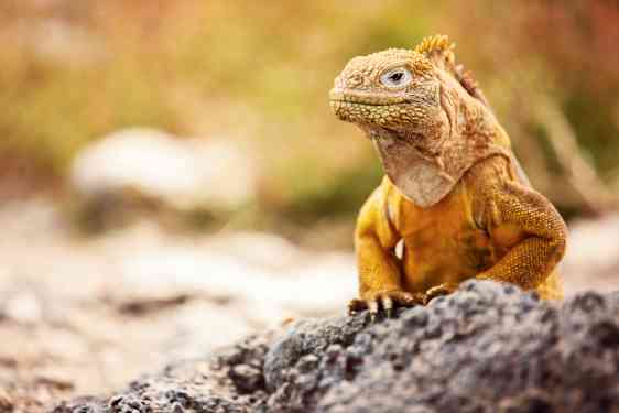 Leguan