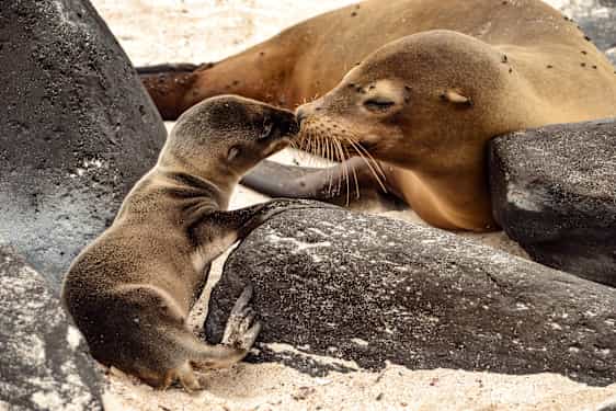 Galapagos