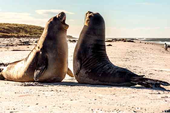 Möte på stranden på Falklandsöarna
