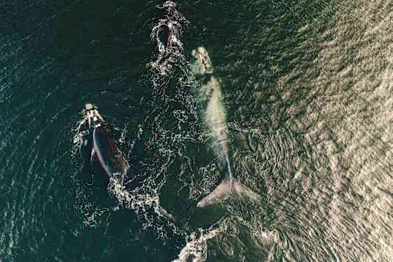 Valar sedda från ovan