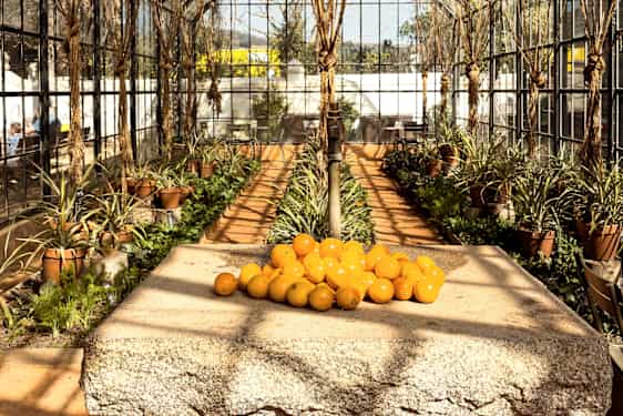 Vingården Babylonstoren