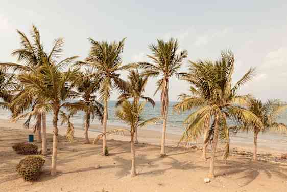 Palmer på strand i Muskat, Oman