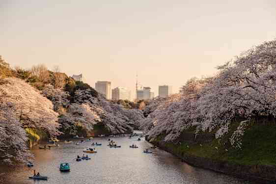 Vy över körsbärsträd och flod i Tokyo