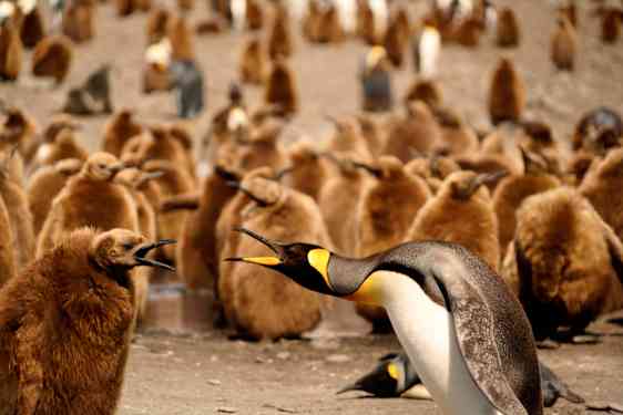 Pingviner på Falklandsöarna
