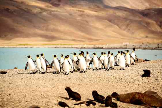 Falklandsöarna