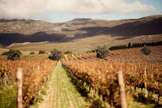 Vingård i Hermanus