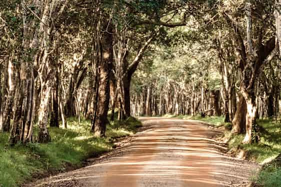 Wilpattu National  Park 
