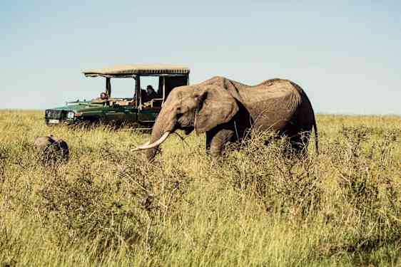 Elefant på savannen