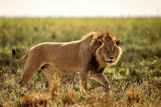 Lejon på savannen i Botswana