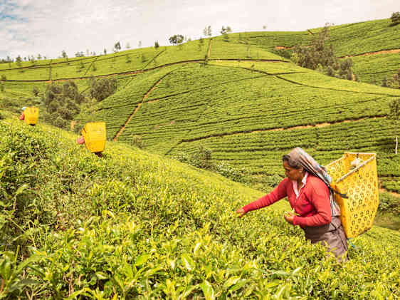 Vandring upp till adamspeak