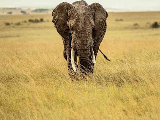 Elefant på savannen 