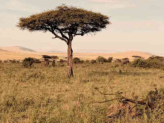 Walking safari