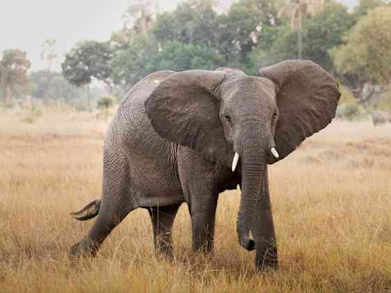 Elefant på en savann