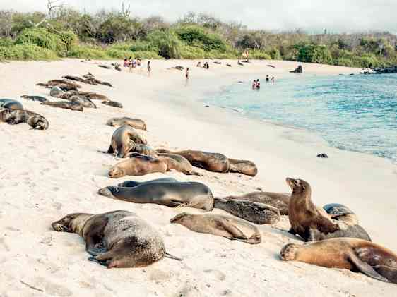 Galapagos