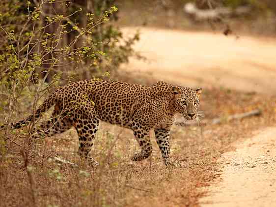 Leopard på Sri Lanka