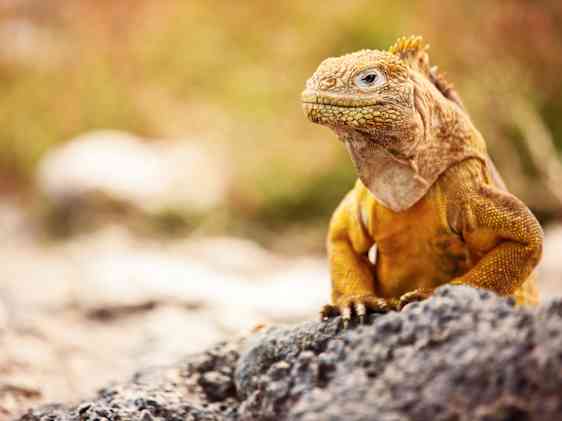 Galapagos