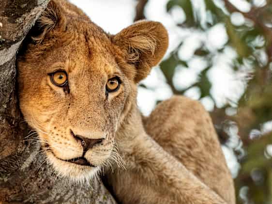 Lejon i Botswana