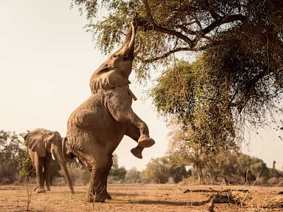 En elefant stegrar